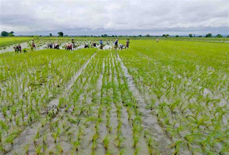 ဆန်ပိလာထဲသို့ စပါး ၁ လုံးထည့်ပါ- အစေ့အဆန်များ တောက်ပြောင်လာပါသည်။